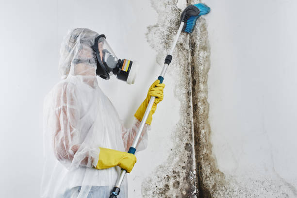 Best Toxic Mold Removal  in West Miami, FL