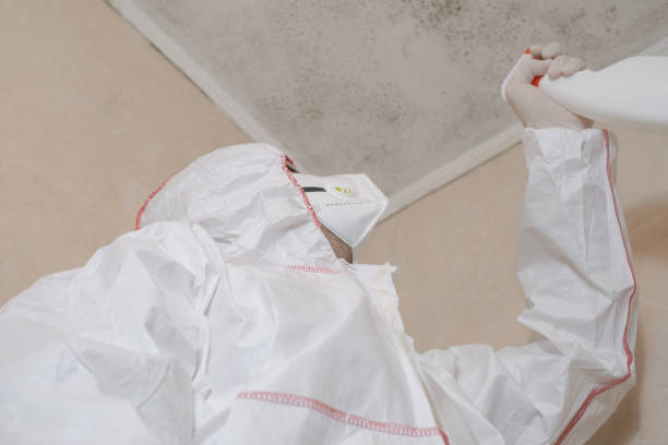 Best Mold Removal Process  in West Miami, FL