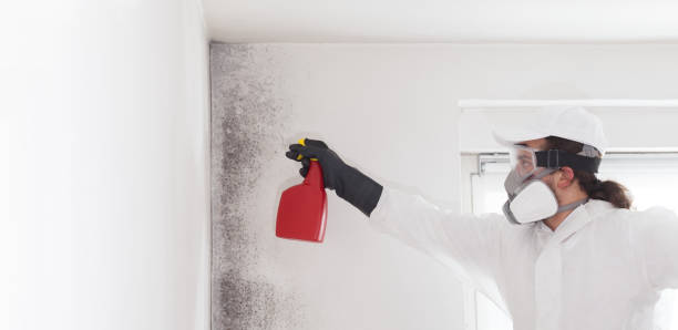 Best Black Mold Removal  in West Miami, FL