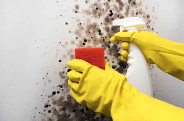 Best Professional Mold Removal  in West Miami, FL